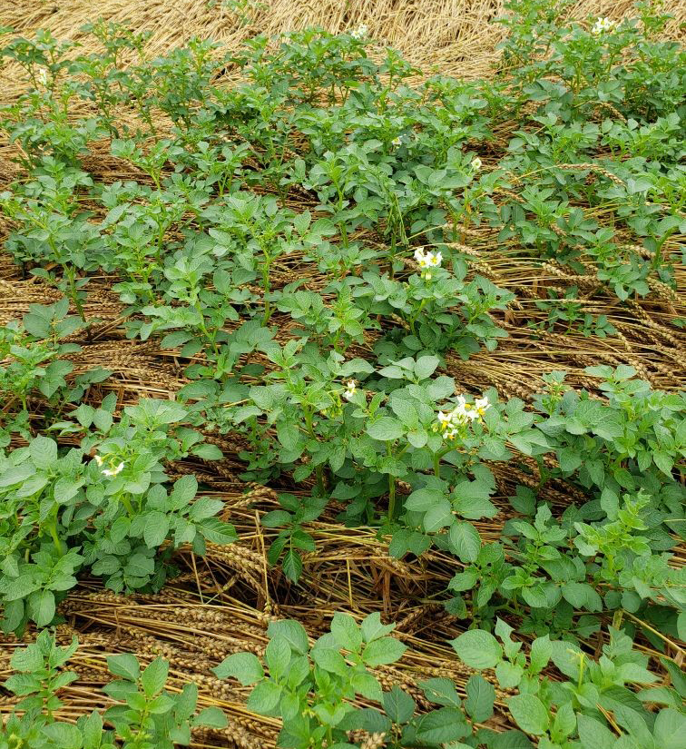potato volunteers in wheat